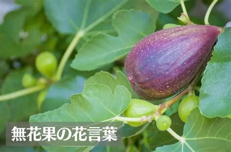 無花果 寓意|花がないのに花言葉？イチジク(無花果)の花言葉と由来。怖い意。